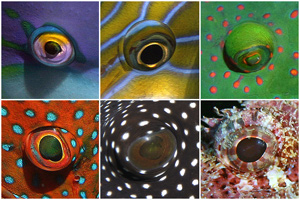 olivierpictures - Fish Eyes