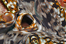 olivierpictures - Giant Clams