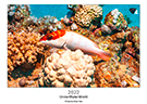 olivierpictures - UnderWaterWorld 2022