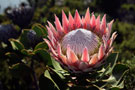 olivierpictures - Reisefotografie - Proteas